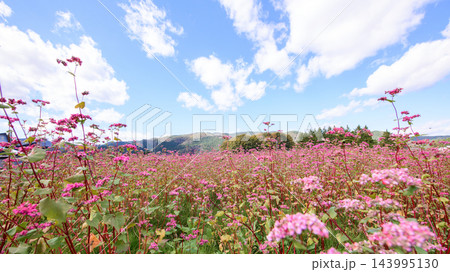 赤い蕎麦の花と青空 秋田県 赤い蕎麦の花と青空 秋田県 143995130