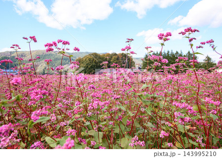 赤い蕎麦の花と青空 秋田県 赤い蕎麦の花と青空 秋田県 143995210