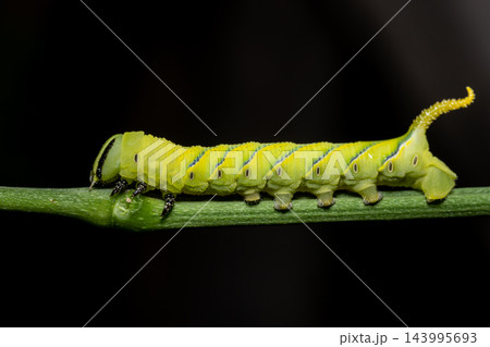 Green Hornworm Caterpillar Crawling on Stem with Black Background. Green Hornworm Caterpillar Crawling on Stem with Black Background. 143995693