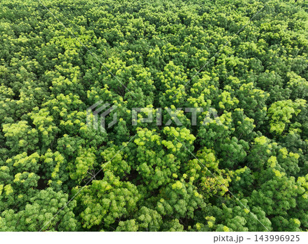 Aerial top view of green forest. Drone view of dense green trees in the forest capture CO2. Green trees background for carbon neutrality and net zero emissions concept. Sustainable green environment. Aerial top view of green forest. Drone view of dense green trees in the forest capture CO2. Green trees background for carbon neutrality and net zero emissions concept. Sustainable green environment. 143996925