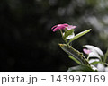 Green caterpillar on the periwinkle flower twig 143997169