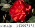Macro closeup of red Camellia flower under sunlight 143997172