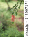 Bottle Brush Tree plant macro closeup 143997174