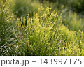 Pencil Cactus , Euphorbia tirucalli Firesticks plant under sunlight 143997175