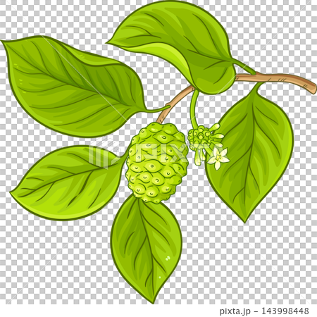 Noni Branch Colored Detailed Illustration Noni Branch Colored Detailed Illustration 143998448