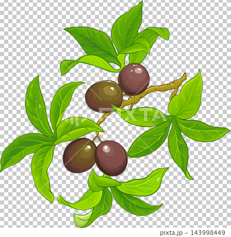 Passion Fruit Branch Colored Detailed Illustration Passion Fruit Branch Colored Detailed Illustration 143998449