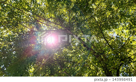Sunlight Streaming Through Green Park Canopy 143998491