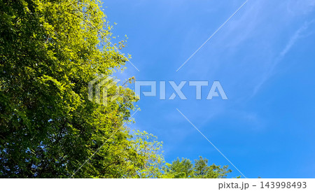 Green Leaves Against Clear Blue Sky background Green Leaves Against Clear Blue Sky background 143998493