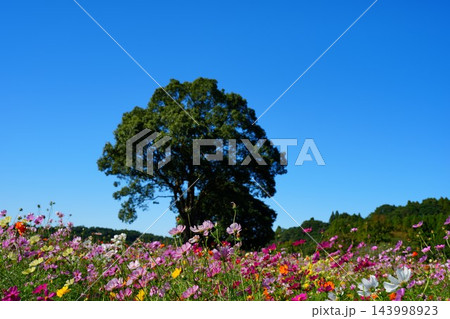 鹿児島農業センターの晴れた秋の景色 鹿児島農業センターの晴れた秋の景色 143998923