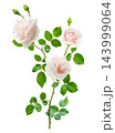 pink rose flowers with leaves isolated on white background 143999064