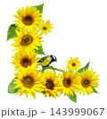 Bouquet of blooming sunflowers with bird perching on flower in corner border floral arrangement isolated on white background. Great tit 143999067