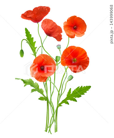 bouquet of colorful red poppy flowers isolated on white background 143999068
