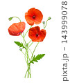 bouquet of colorful red poppy flowers isolated on white background 143999078