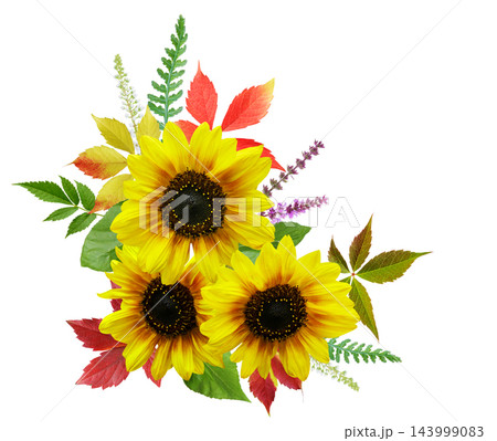 bouquet of blooming sunflowers isolated on white background 143999083