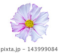 colorful cosmos flower isolated on white background, top view 143999084