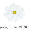 white cosmos flower isolated on white background, top view 143999085