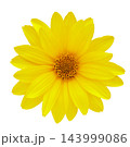 yellow flower isolated on white background, top view. False Sunflower. Heliopsis helianthoides 143999086
