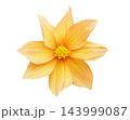 orange dahlia flower isolated on white background, top view 143999087
