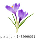 blooming crocus flowers isolated on white background 143999091
