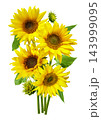 bouquet of blooming sunflowers with leaves isolated on white background 143999095