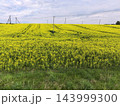 Yellow fields of flowering rapeseed. Republic of Belarus 143999300