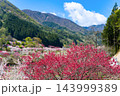 長野県阿智村　花桃の里 143999389
