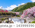 長野県阿智村　花桃の里 143999390
