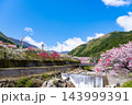 長野県阿智村　花桃の里 143999391