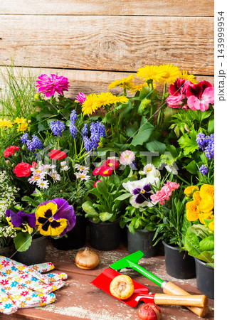 Potted flowers including petunias and geraniums and other flowers sit on a wooden patio beside a garden, ready for transplanting during spring gardening work at home 143999954