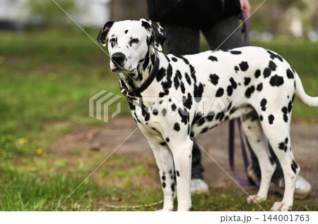 Dalmatian dog stands proudly full body outdoors on green lawn next to owner. 144001763