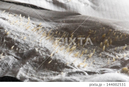 Close-up of numerous comedones, sebum, and dirt extracted by skin pore cleansing strip, highlighting skin impurities removal for improved facial hygiene and cosmetology treatment. Close-up of numerous comedones, sebum, and dirt extracted by skin pore cleansing strip, highlighting skin impurities removal for improved facial hygiene and cosmetology treatment. 144002531