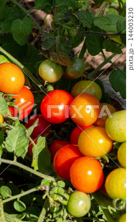 Vibrant cherry tomatoes cluster ripen on robust garden vine, displaying diverse colorful stages of growth from green to yellow to orange to brilliant red, captured in natural light vertical photo 144003230