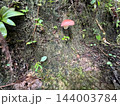 苔むした湿った土の斜面に生える赤いキノコ 小さな芽や葉が育つ森の地面 横位置 写真素材 苔むした湿った土の斜面に生える赤いキノコ 小さな芽や葉が育つ森の地面 横位置 写真素材 144003784