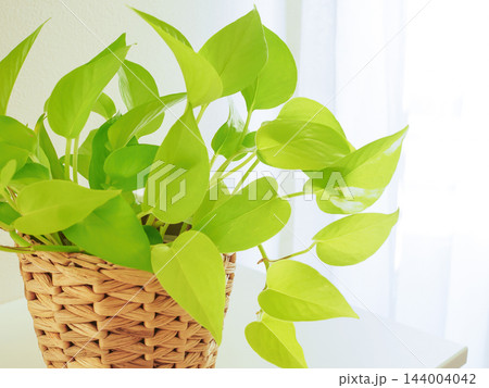 窓辺に置かれた観葉植物・ポトスライム 144004042