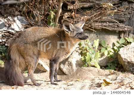 Vulpes cana in a clearing Vulpes cana in a clearing 144004546