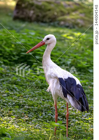 White stork in the forest White stork in the forest 144004548