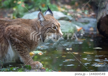 Lynx in the forest a closeup portrait Lynx in the forest a closeup portrait 144004549