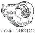 Vector sketch of a pepper vegetable, view from the stem end. Whole sweet pepper with dense hatching. Hand drawn capsicum or paprika isolated on background. Retro style. Etching technique. 144004594