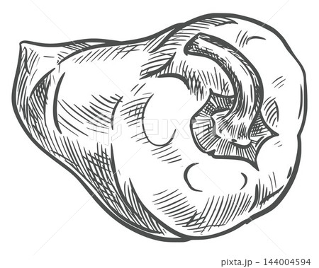 Vector sketch of a pepper vegetable, view from the stem end. Whole sweet pepper with dense hatching. Hand drawn capsicum or paprika isolated on background. Retro style. Etching technique. Vector sketch of a pepper vegetable, view from the stem end. Whole sweet pepper with dense hatching. Hand drawn capsicum or paprika isolated on background. Retro style. Etching technique. 144004594