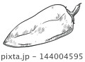Vector sketch of a pepper vegetable with a stem. Whole sweet pepper isolated on background. Hand drawn capsicum or paprika. Retro style. Etching technique. For eco packaging. 144004595