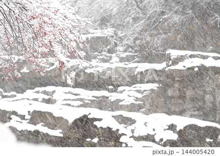 北海道芦別市 三段の滝を彩る雪景色とナナカマドの赤い実 北海道芦別市 三段の滝を彩る雪景色とナナカマドの赤い実 144005420