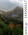 vertical nature landscape photography autumn moody atmospheric forest and mountains 144006617