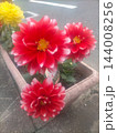 プランターで鮮やかに咲き誇る赤と白のグラデーションが美しいダリアの花/ 144008256