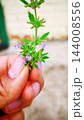 Hand holding a small flowering herb sprig 144008556