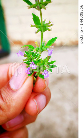 Hand holding a small flowering herb sprig 144008556