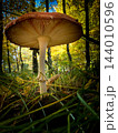 Low angle view of wild mushroom with gills in autumn forest 144010596
