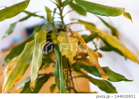 leaves diseased houseplant with yellow spots leaves diseased houseplant with yellow spots 144010951