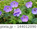Purple Cranesbill Geranium Flowers with Fresh Dew 144012090