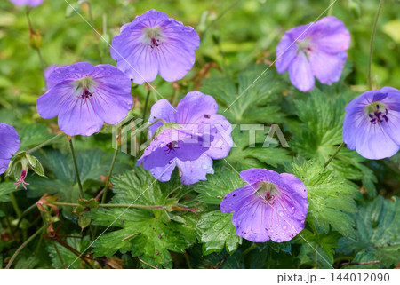 Purple Cranesbill Geranium Flowers with Fresh Dew Purple Cranesbill Geranium Flowers with Fresh Dew 144012090