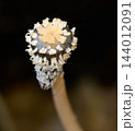 Mature Mushroom Fruiting Body With Intricate Cap Details 144012091